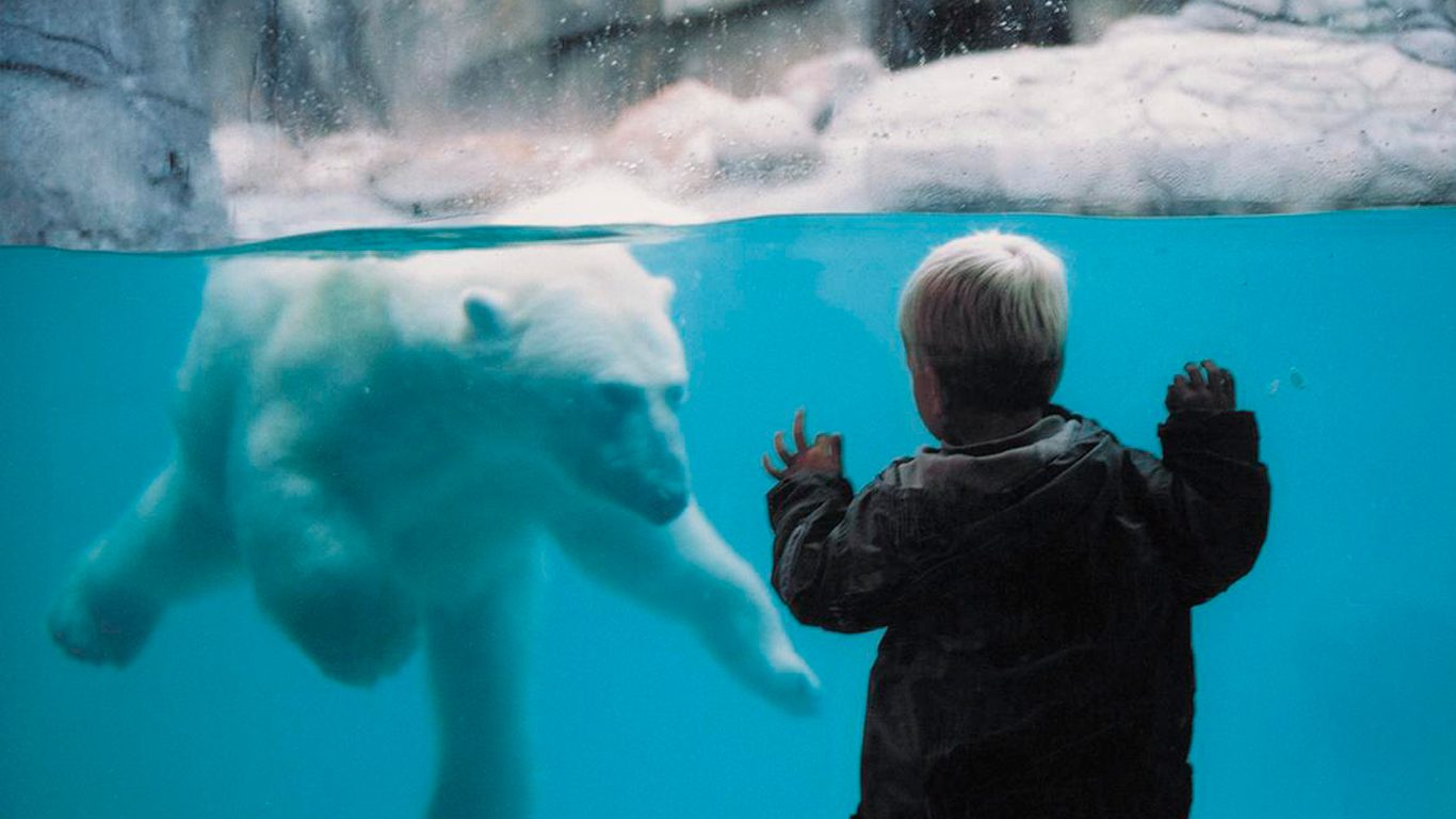 Eisbär Aalborg Zoo