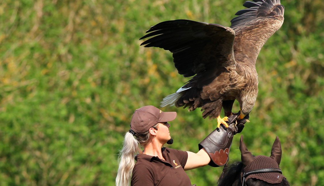 Eagle-show