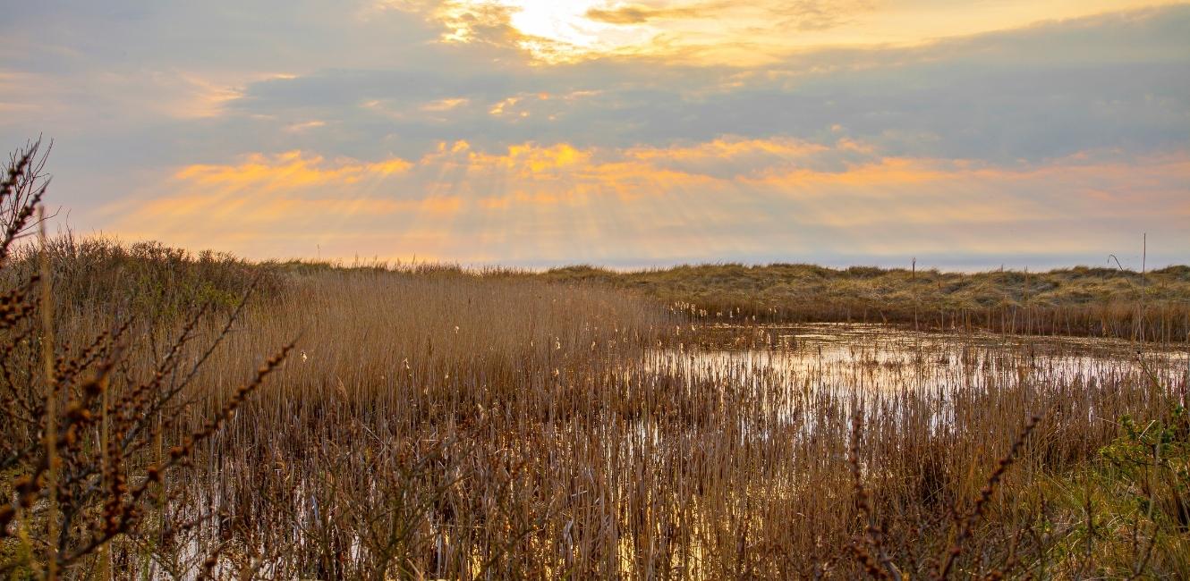 fanø