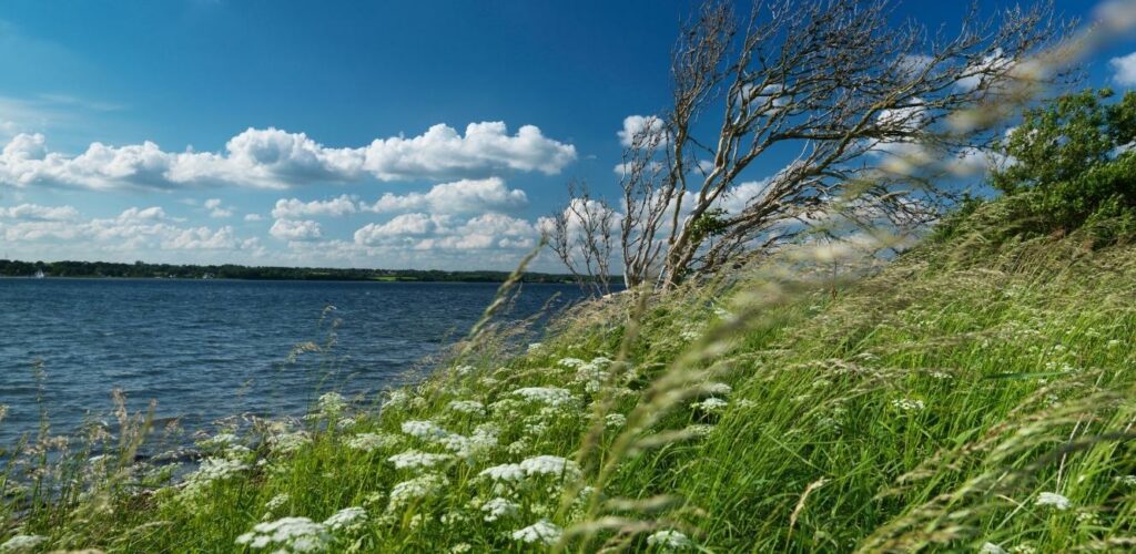 Schlei