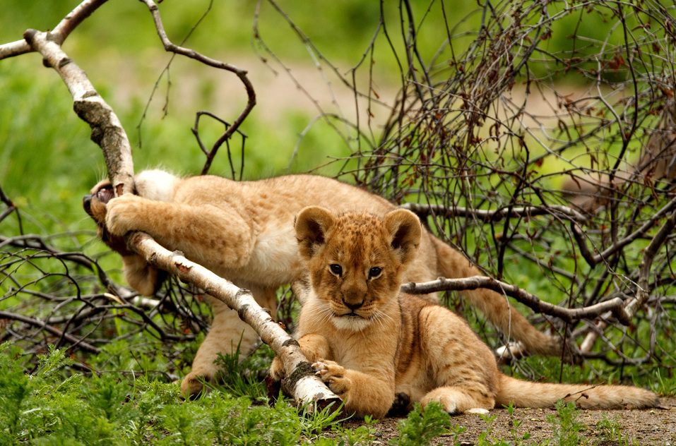 Tigern