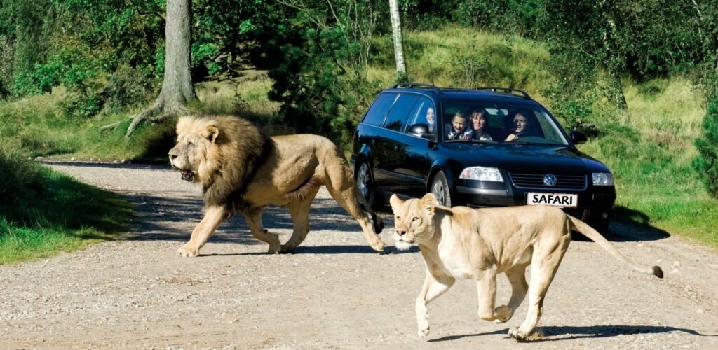 Löwen im Zoo von Givskud