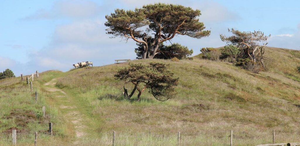 Naturen
