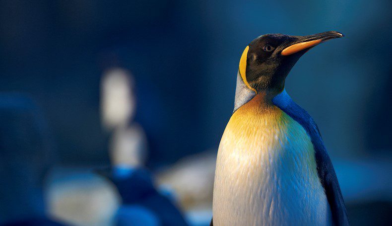 Pinguin