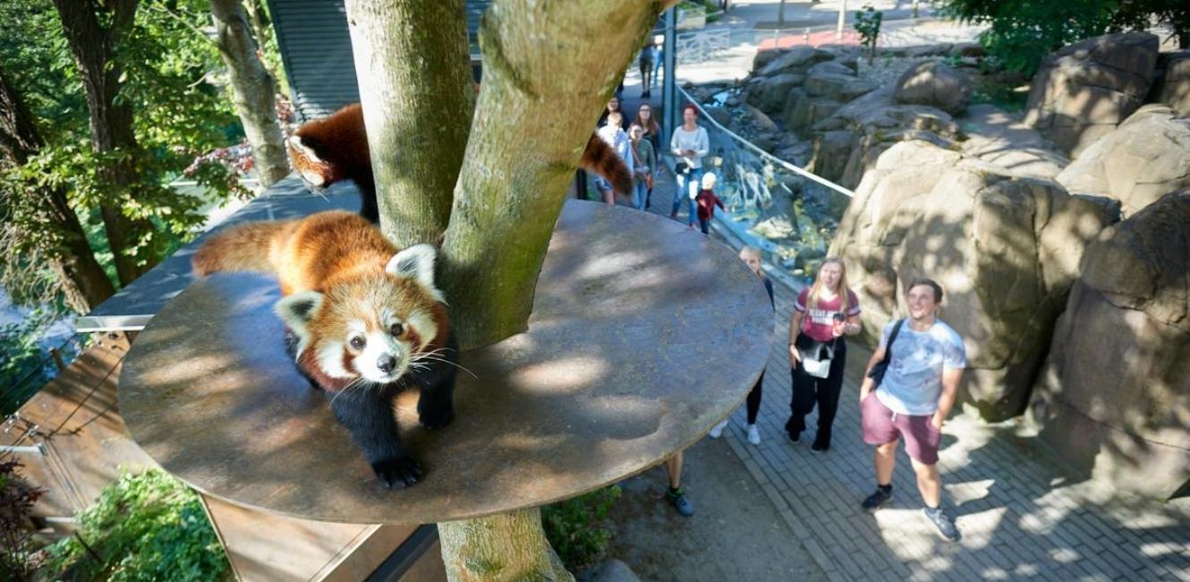 Rote Panda