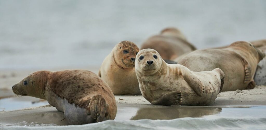 Seehunde