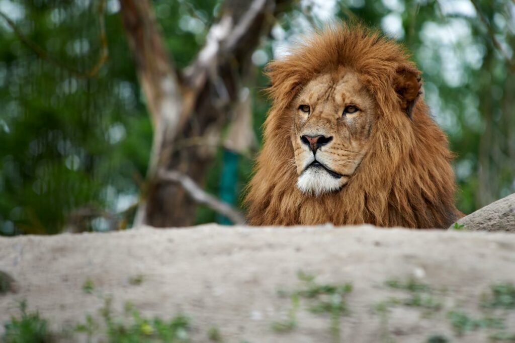 Löwe
