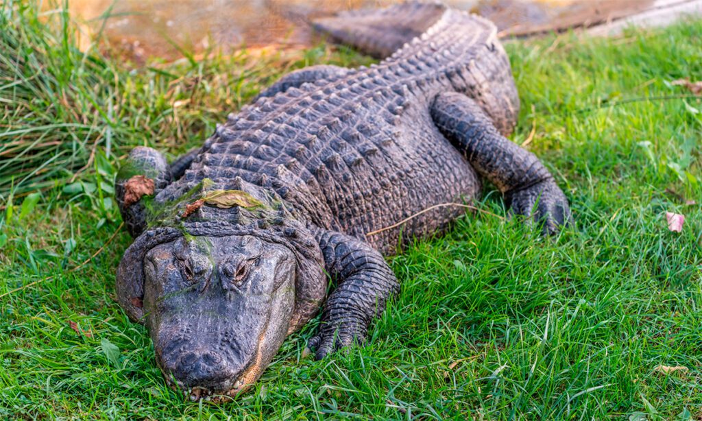 Alligator