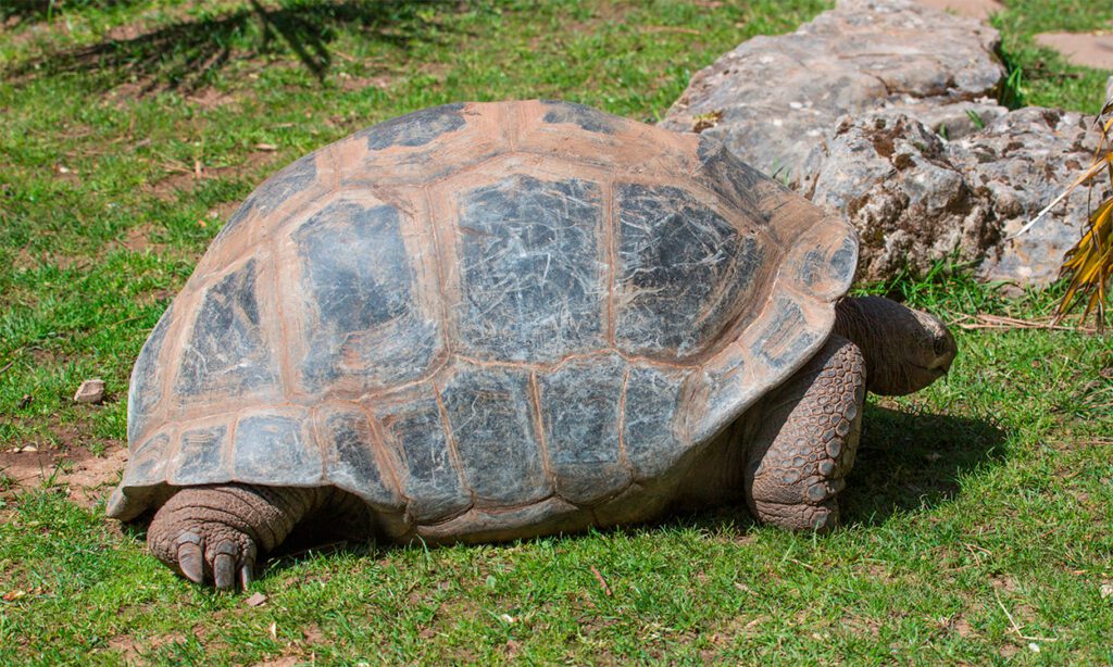 Schildkröte