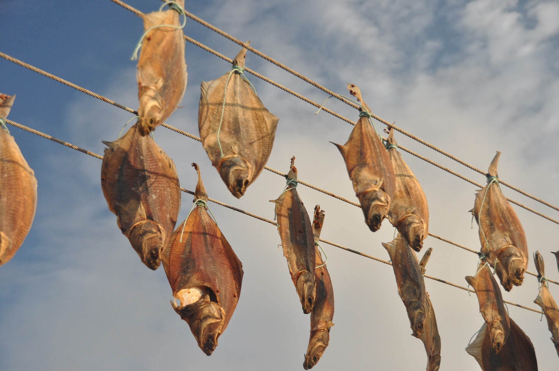 Getrockneter Fisch auf der Trocknungslinie