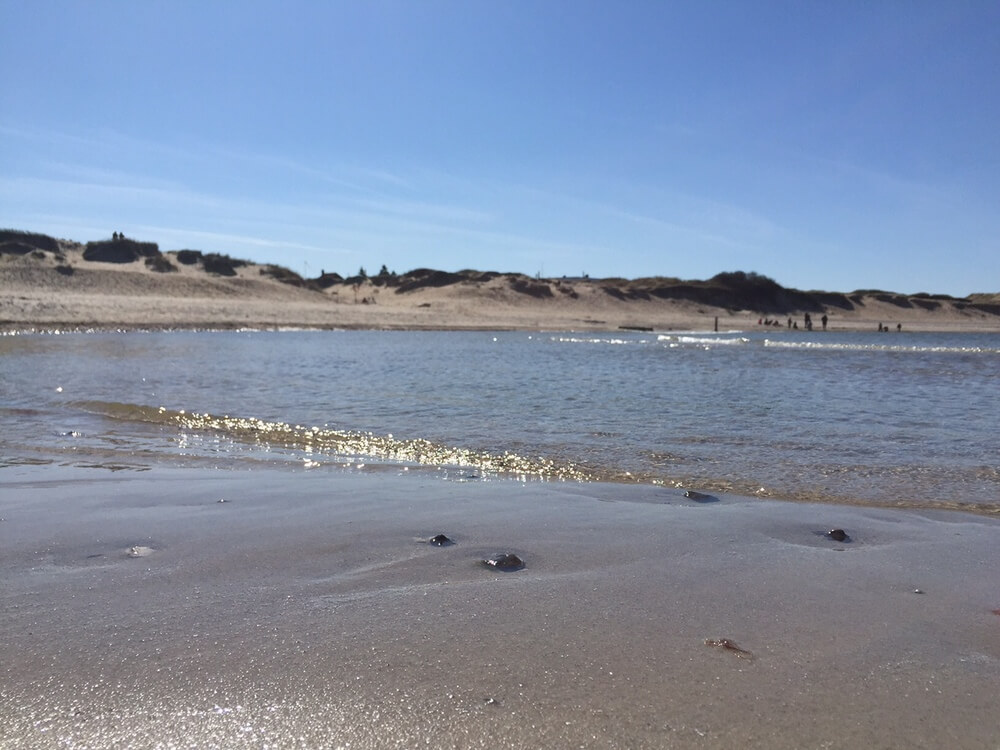 Der herrliche Strand in der Nähe von Luxusferienhaus Nr. 438 bei Nordseeland.