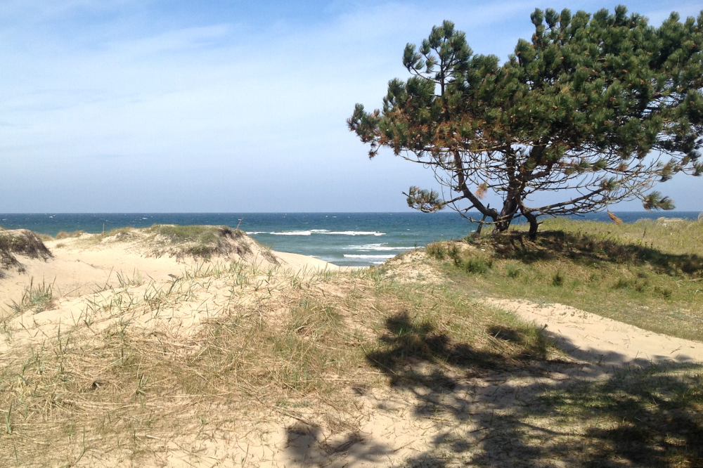 Der Strand in der Nähe von Luxusferienhaus Nr. 436.