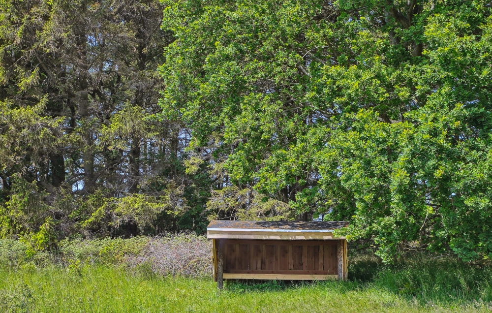Große Auswahl an Outdoor-Aktivitäten am Luxusferienhaus Nr. 581 in  Ostjütland.